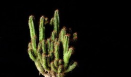 2024年最新植物爆料,揭秘神秘植物新种与生态奇迹