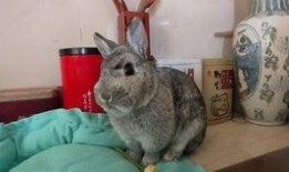 兔子日常爆料视频大全最新,揭秘萌宠生活点滴