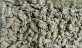 文山三七行情最新爆料