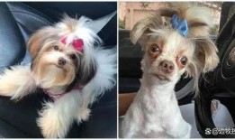 狗狗最新爆料视频播放大全,萌宠瞬间，笑料横生！